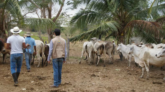 Restitución_Tierras_Ganado